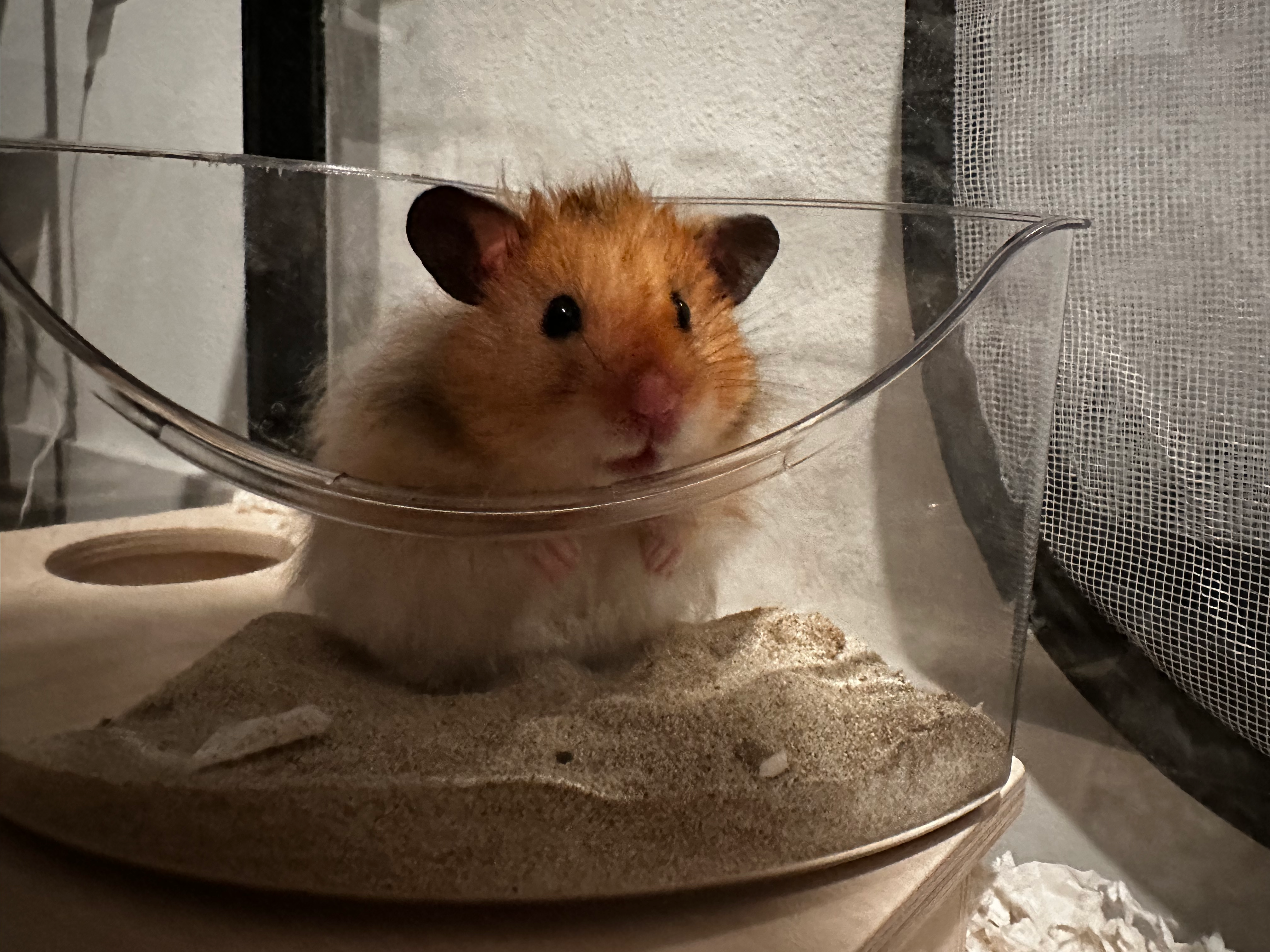 Gustavo Gus Fring the hamster.